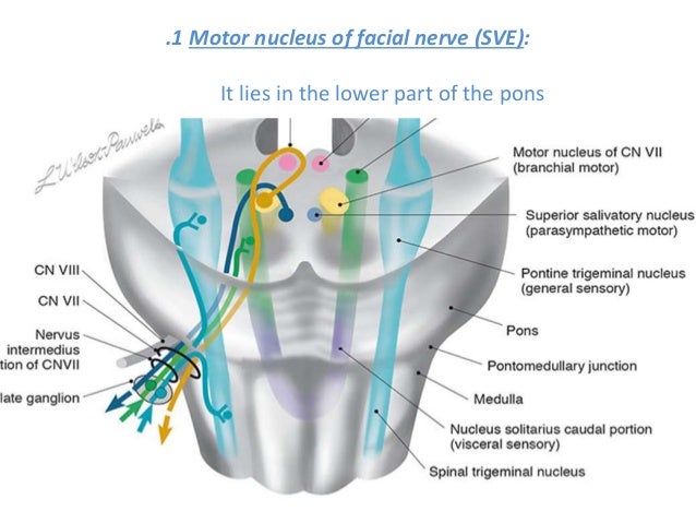 facial nerve nuclei Erection when being spanked